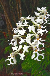 Cryptopus  elatus.orchidaceae.endémique Réunion Maurice .P1024828