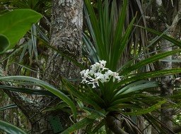 Cryptopus elatus - Liane camarron - EPIDENDROIDEAE - Indigène Réunion - P1030523