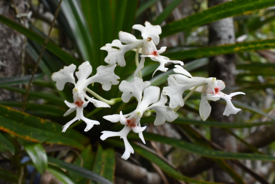 Cryptopus elatus - Liane camarron - EPIDENDROIDEAE - Indigène Réunion - MB2_5437
