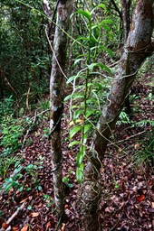 Cryptopus elatus. orchidaceae. subendémique à la Réunion .P1024764