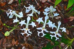 Cryptopus elatus.orchidaceae.endémique Réunion Maurice.P1024830