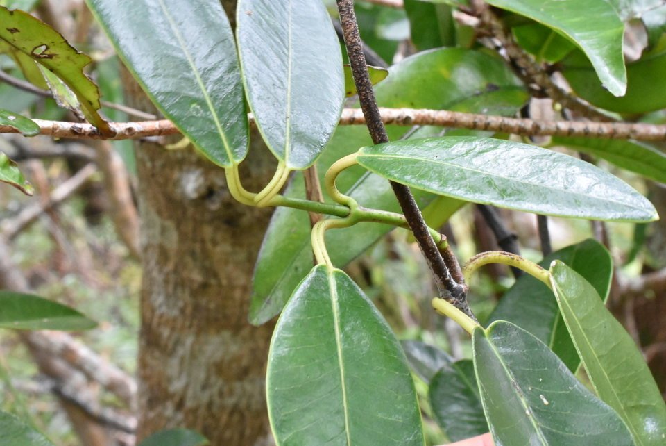 Danais fragrans - Liane jaune, Lingue noire - RUBIACEAE - Indigène Réunion