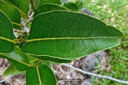 Drypetes caustica .corce blanc bâtard.(nervation de la feuille en face supérieure ) putranjivaceae.endémique Réunion Maurice.P1024650
