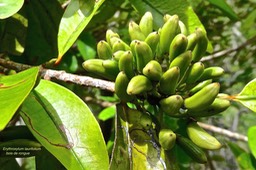 Erythroxylum laurifolium.bois de rongue .( avec fruits immatures ) erythroxylaceae.endémique Réunion Maurice .P1024134