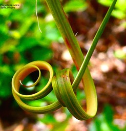 Flagellaria indica.liane jolivave. flagellariaceae.indigène Réunion.P1024706