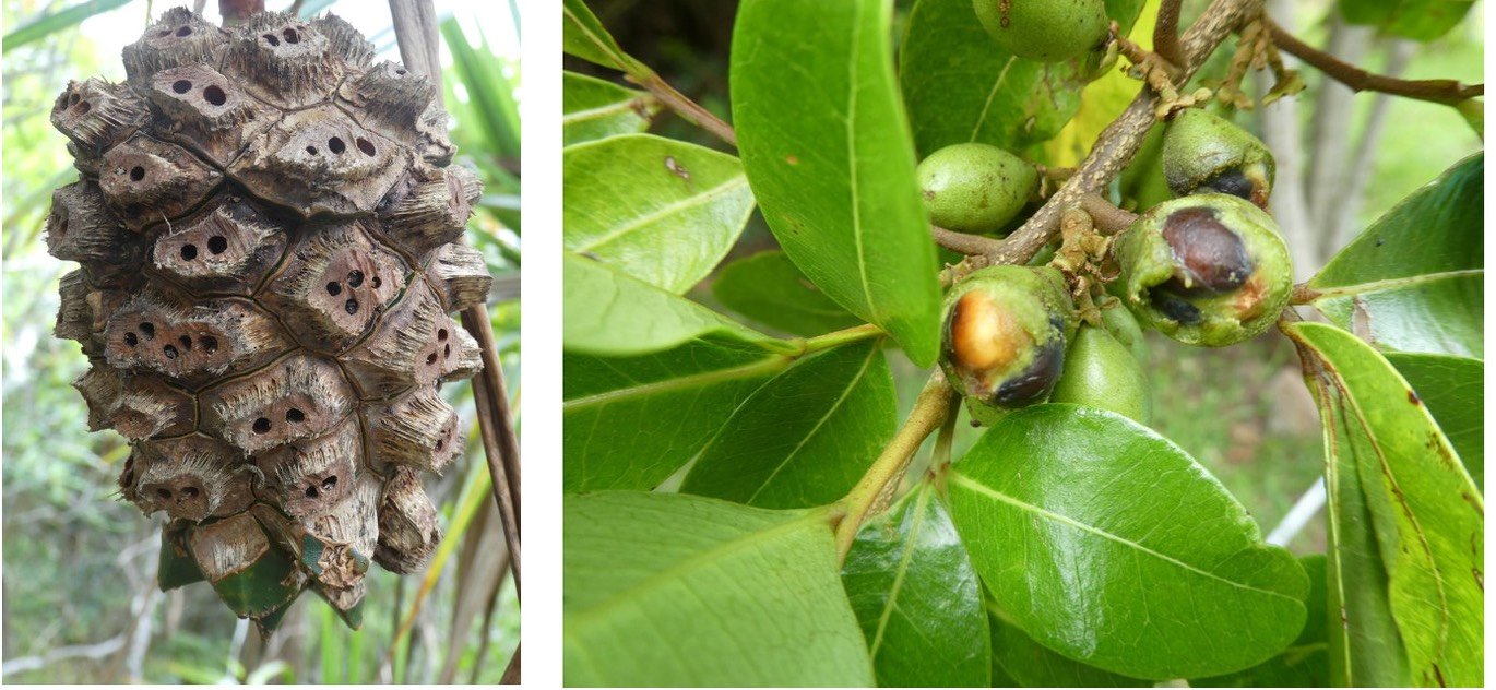 Fruits mangés par les rats ( fruit du pimpin des forêts à gauche, fruits du Bois de gaulette à droite)