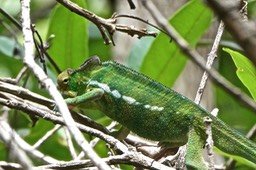 Furcifer pardalis.caméléon panthére.endormi.chamaeleonidae.P1024888