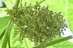 Obetia ficifolia.bois d'ortie .(inflorescence ) urticaceae. endémique Réunion Maurice Rodrigues .P1024637