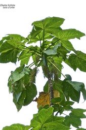 Obetia ficifolia.bois d'ortie.urticaceae.endémique Réunion Maurice Rodrigues .P1024642