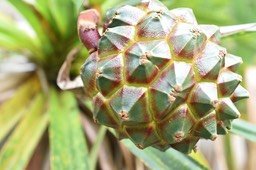 Pandanus sylvestris - Petit vacoa (syncarpe) - PANDANACEAE - Endémique Réunion