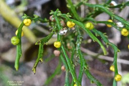 Psilotum nudum.fougère filao. (avec sporanges soudés par trois ).psilotaceae.indigène Réunion .P1024669