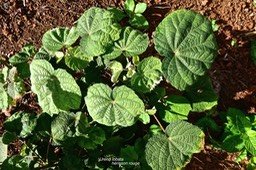 Urena lobata.hérisson rouge .malvaceae.indigène Réunion.P1024655