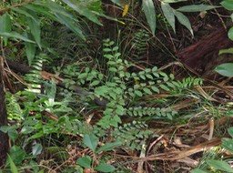 10 Scutia myrtina - Bois de sinte - Rhamnacée - I