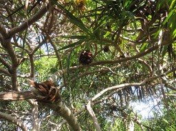 13 Pandanus sylvestris - Petit Pimpin - Pandanacée - B