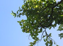 16 Fruits Olax psittacorum- Bois d'effort - Olacacee-E