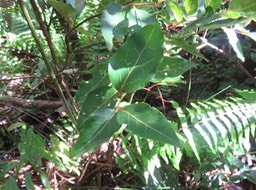Feuilles juvéniles Olax psittacorum- Bois d'effort - Olacacee-E