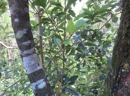 18 Feuille juvéniles Olax psittacorum- Bois d'effort - Olacacee-E