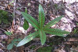 30 Juvénile Coptosperma borbonica - Bois de pintade - Rubiaceae - Endémique La Réunion et île Maurice.