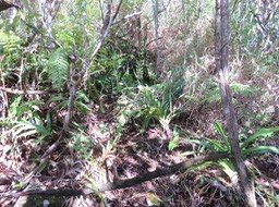 33 Angraecum eburneum Bory - Petite comète. - Orchidaceae - Indigène Réunion