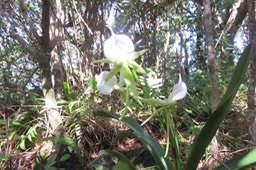 Angraecum eburneum Bory - Petite comète. - Orchidaceae - Indigène Réunion