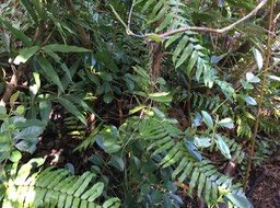 45 ??? Secamone dilapidens - F. Friedmann - Liane de lait - Apocynaceae - Endémique La Réunion et Maurice