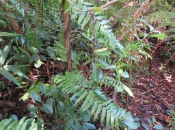 ??? Secamone dilapidens - F. Friedmann - Liane de lait - Apocynaceae - Endémique La Réunion et Maurice