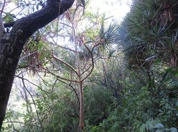 5 Pandanus utilis Bory. - Vacoa - Pandanaceae - Origine : Incertaine