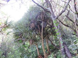 6 ??? Pandanus utilis Bory. - Vacoa - Pandanaceae - Origine : Incertaine