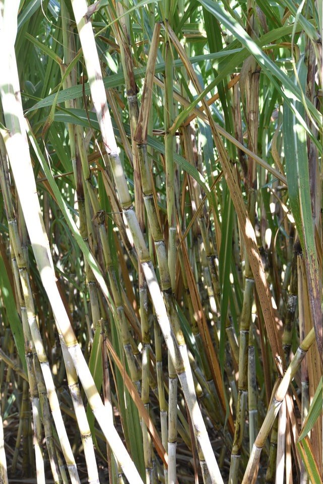 Sac à rhum - Sacharum officinarum - POACEAE - Origine / incertaine