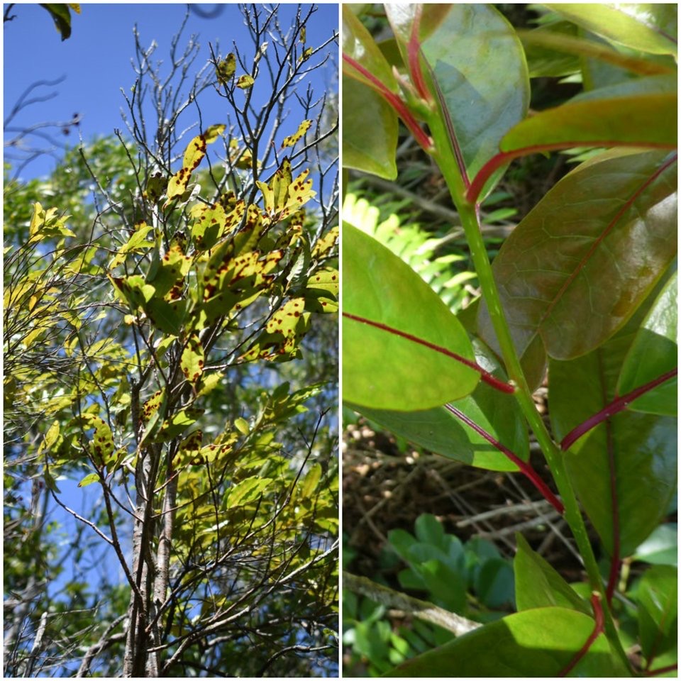 Apodytes dimidiata -?Peau gris - ICACINACEAE - Indigène Réunion