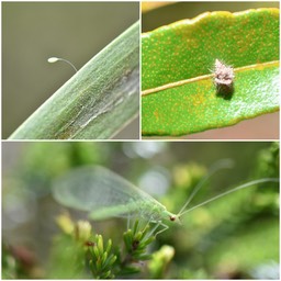 Borniochrysa_squamosa_Chrysope_CHRYSOPIDAE_Indigene_Reunion_ (oeuf, larve, adulte)