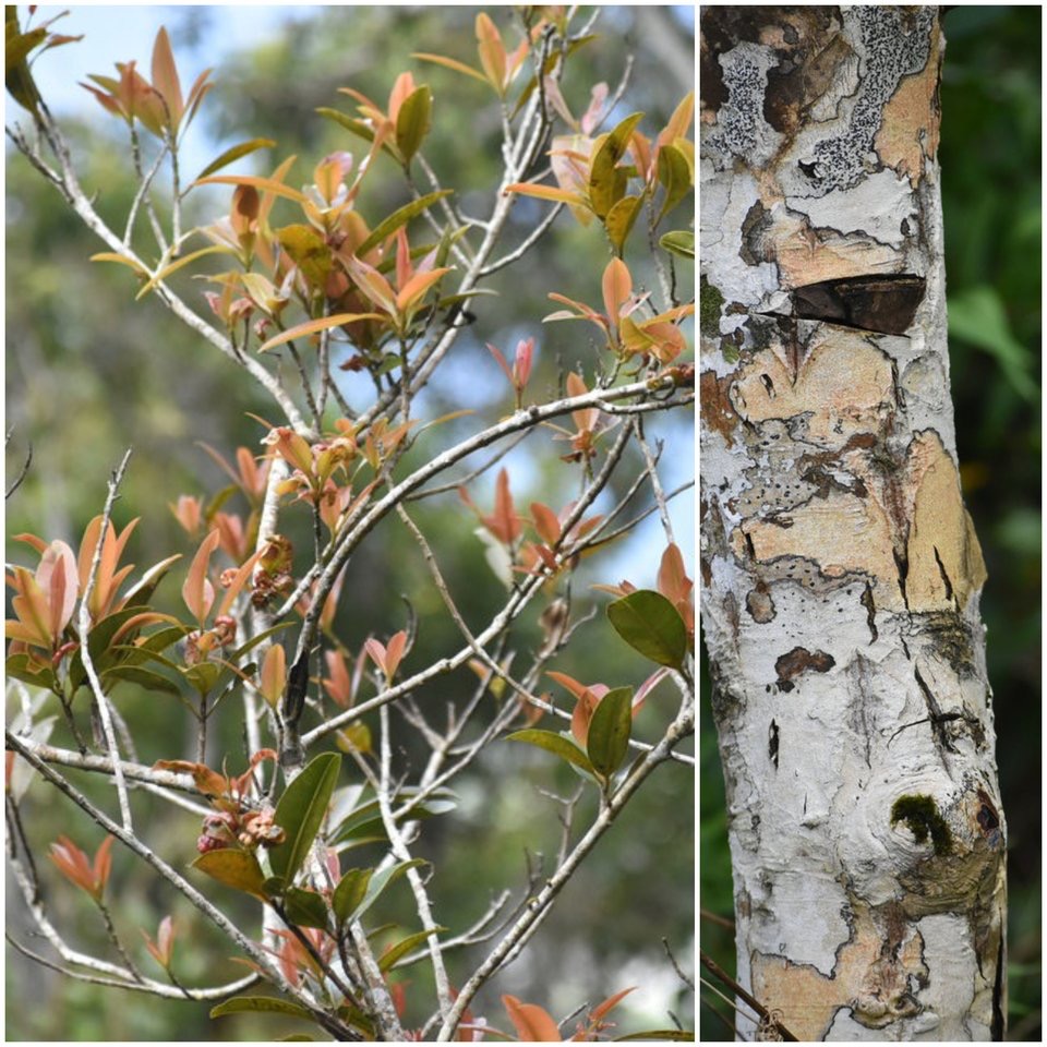 Calophyllum tacamahaca - Takamaka - CLUSIACEAE - Endémique Réunion, Maurice