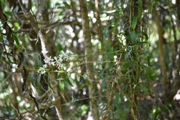 Cryptopus elatus - Liane camarron - EPIDENDROIDEAE - Indigène Réunion