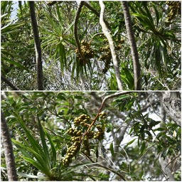 Dracaena reflexa -?Bois de chandelle - ASPARAGACEAE - Indigène Réunion