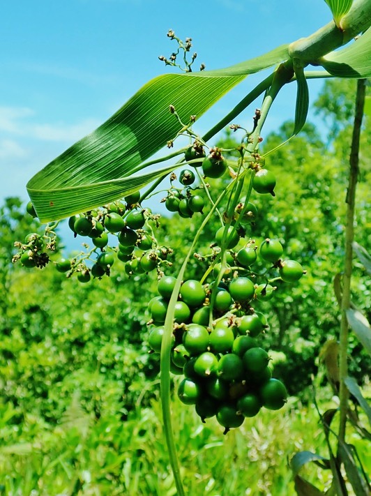 Flagellaria indica
