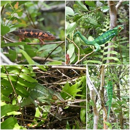 Furcifer pardalis - Endormi - CHAMAELEONIDAE - Exotique