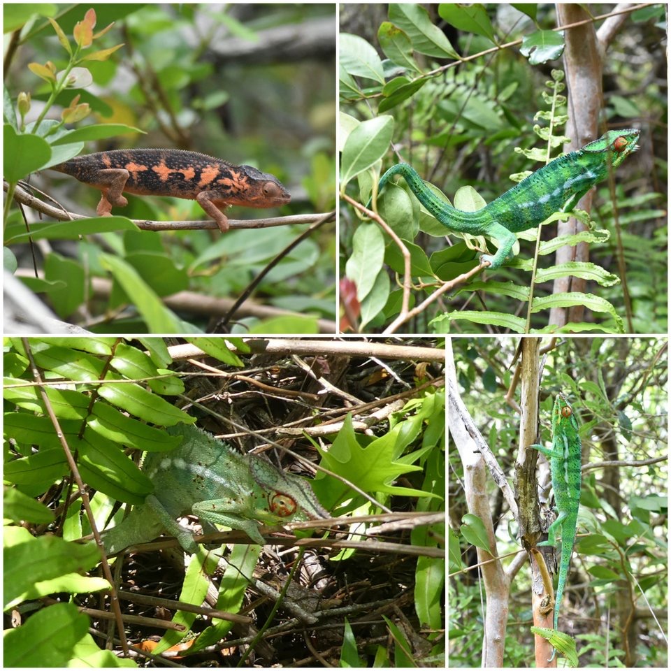 Furcifer pardalis - Endormi - CHAMAELEONIDAE - Exotique