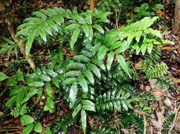 Lomariopsis pollicina (7)