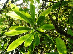 Ochrosia borbonica (2)