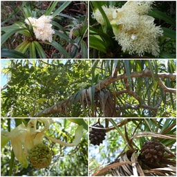 Pandanus sylvestris - Petit pimpin  (pied mâle, pied femelle) - PANDANACEAE - Endémique Réunion