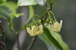 Tabernaemontana mauritiana - Bois de lait - APOCYNACEAE - Endémique Réunion, Maurice
