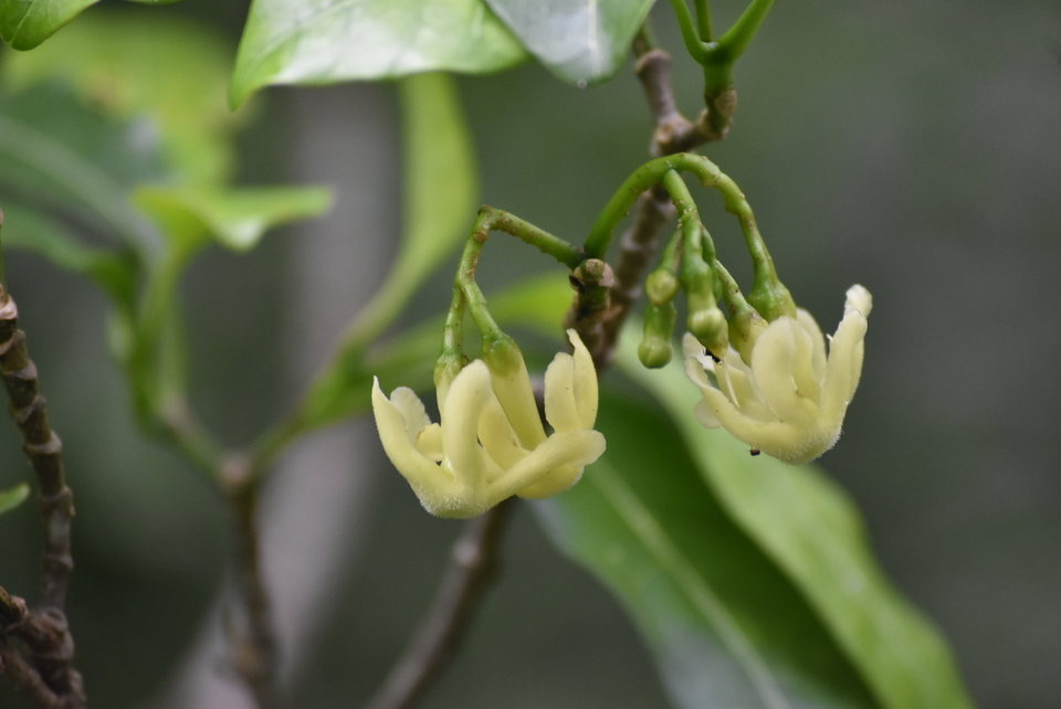 Tabernaemontana mauritiana - Bois de lait - APOCYNACEAE - Endémique Réunion, Maurice