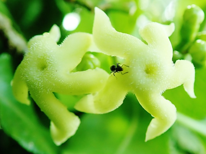 Tabernaemontanae mauritiana