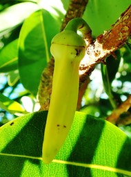 Xylopia richardii
