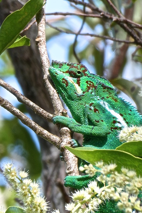 Caméléon mâle à l'affut sur un corce blanc. P1027149