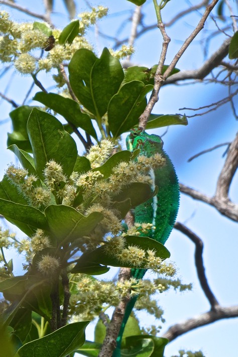 Caméléon mâle guettant sa proie dans les fleurs du corce blanc.P1027134