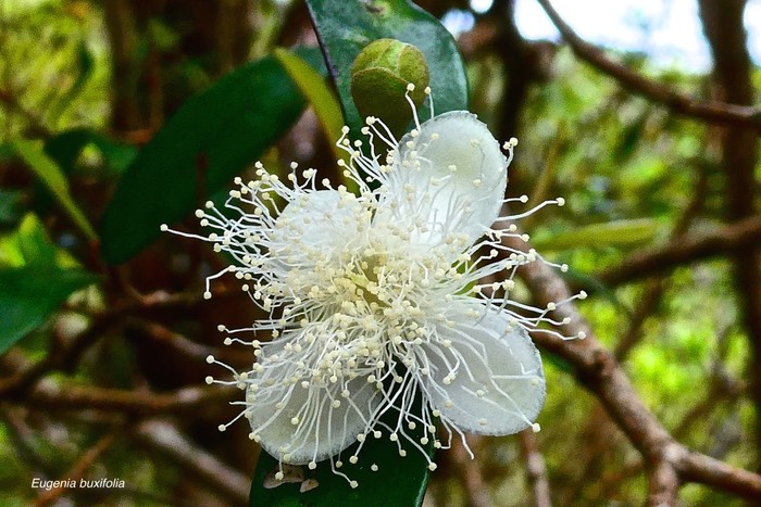Eugenia buxifokia . bois de nèfles à petites feuilles . ( fleur  )myrtaceae.endémique Réunion. .P1027438