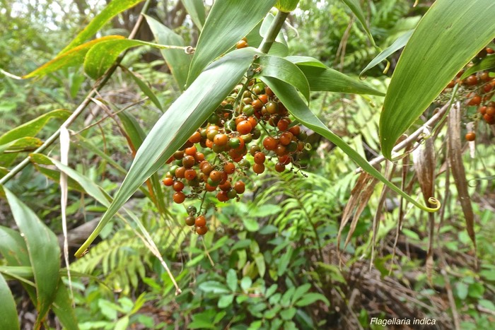 Flagellaria indica.liane jolivave.( avec fruits .flagellariaceae.indigène Réunion.P1027205