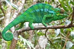 Furcifer pardalis .Caméléon panthère endormi ( mâle ).chamaeleonidae P1026763