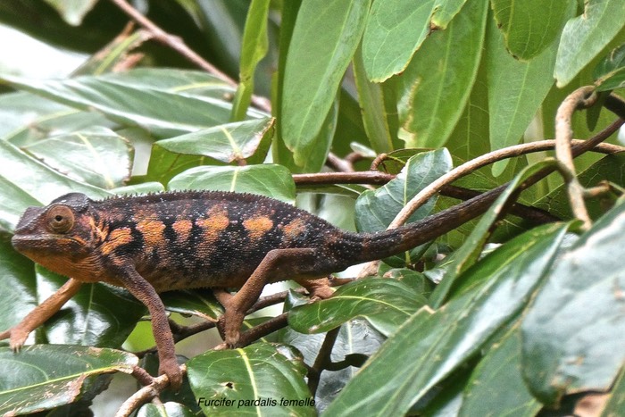 Furcifer pardalis femelle. endormi.caméléon panthère.chamaeleonidae.P1027226